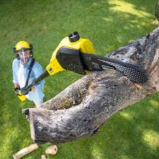 How Our Tree Care Process Works  in  Florence, SC