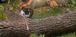 Best Commercial Tree Services  in Florence, SC