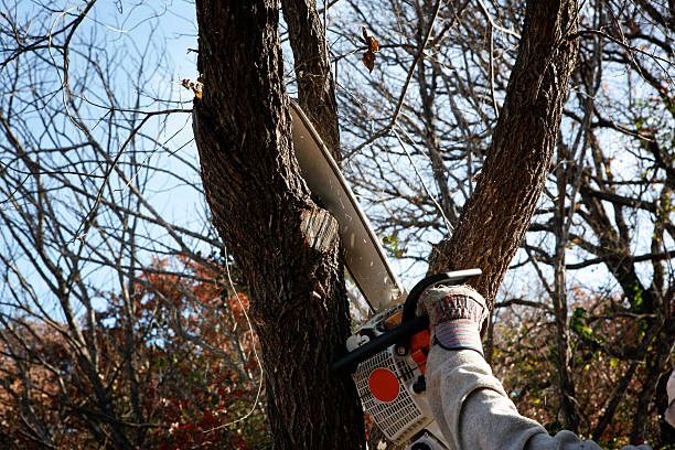 Tree and Shrub Care in Florence, SC